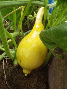Boston squash (a young one)