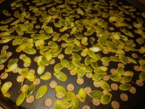 Pumpkin seeds ready for drying