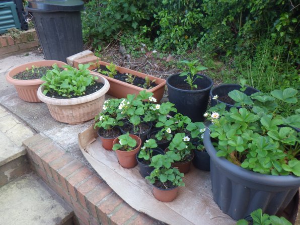Strawberries, lettuce and rocket in pots