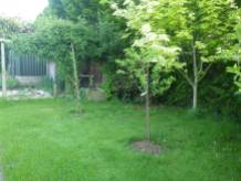 More fruit trees at the back of the house