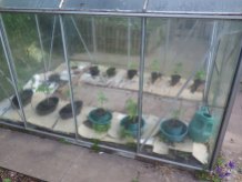 The greenhouse restored