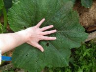 Costata Romanesco leaf