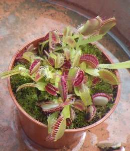 Dionaea muscipula - Venus flytrap