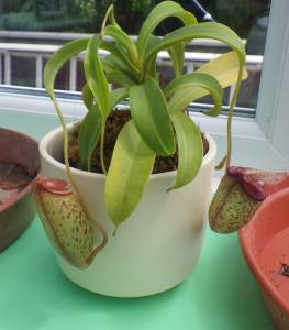 Nepenthes ventricosa x talangensis
