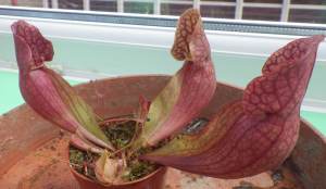 Sarracenia purpurea venosa