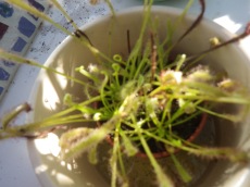 New shoots on the Cape Sundew