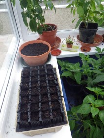 Parsnips sown in root trainers so that they won't be disturbed when transplanted