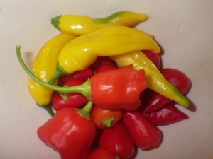 Part of the chilli harvest