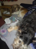 Knitting, pups and a dvd