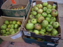 Apples being stored in the limery (Mr Snail returned with a couple more boxes yesterday)