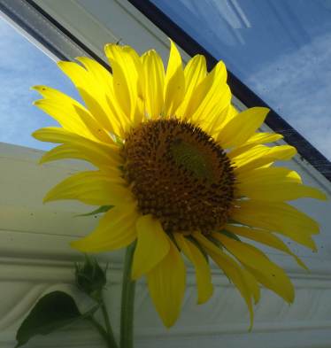sunflower 2