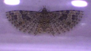 Many-plumed moth (c) Jon Sayer