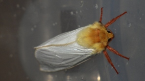 Male ghost moth (c) Jon Sayer