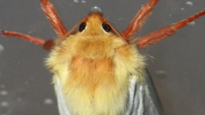 Male ghost moth (c) Jon Sayer