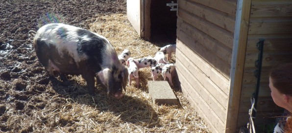 Polly and piglets, watched over by Martha