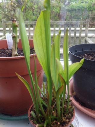 Hybrid pitcher plant