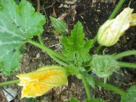 courgette starting to fruit