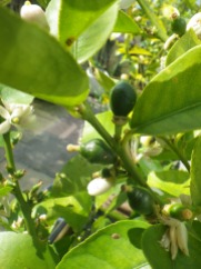 baby lime fruits