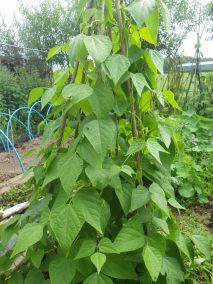 Climbing French beans