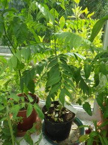 Curry leaf plant