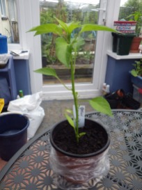 10 plants rehomed 4